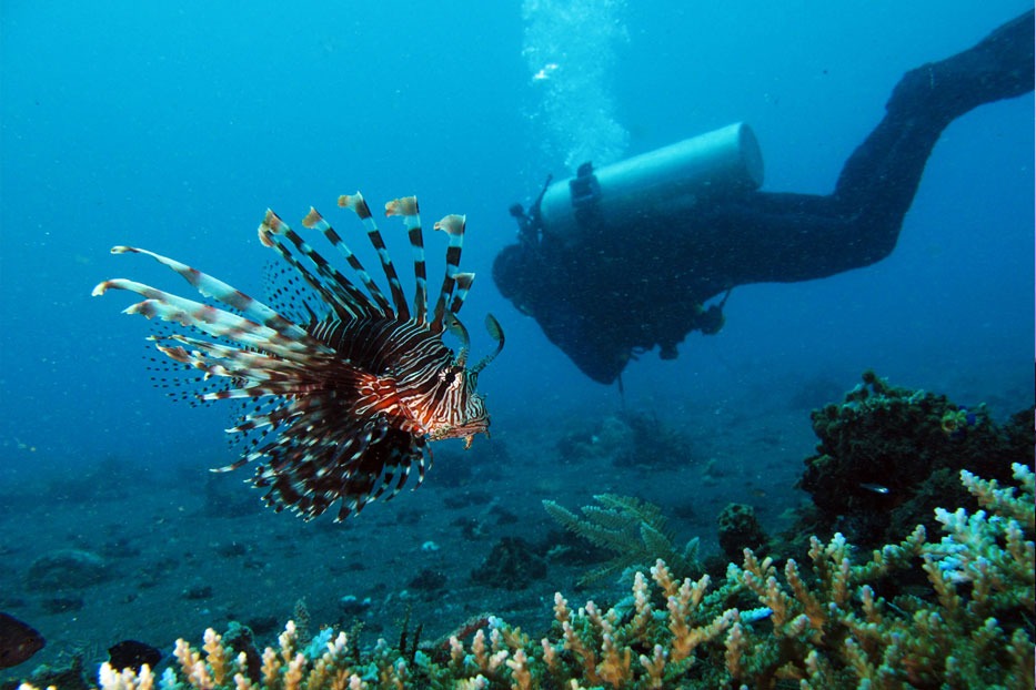 Mandolin Point Bunaken