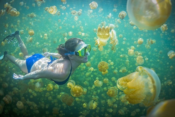 Ubur-Ubur Pulau Kakaban