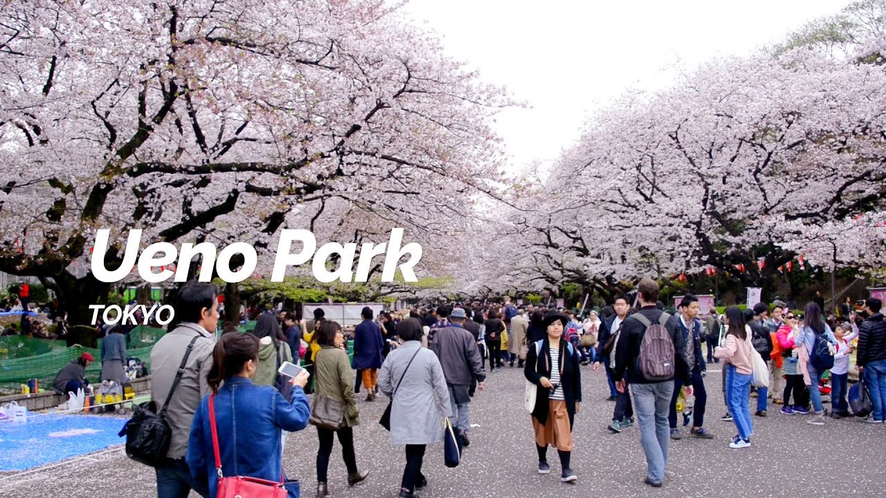 Paket Wisata Tour Jepang “6D4N Tokyo Sakura Garuda