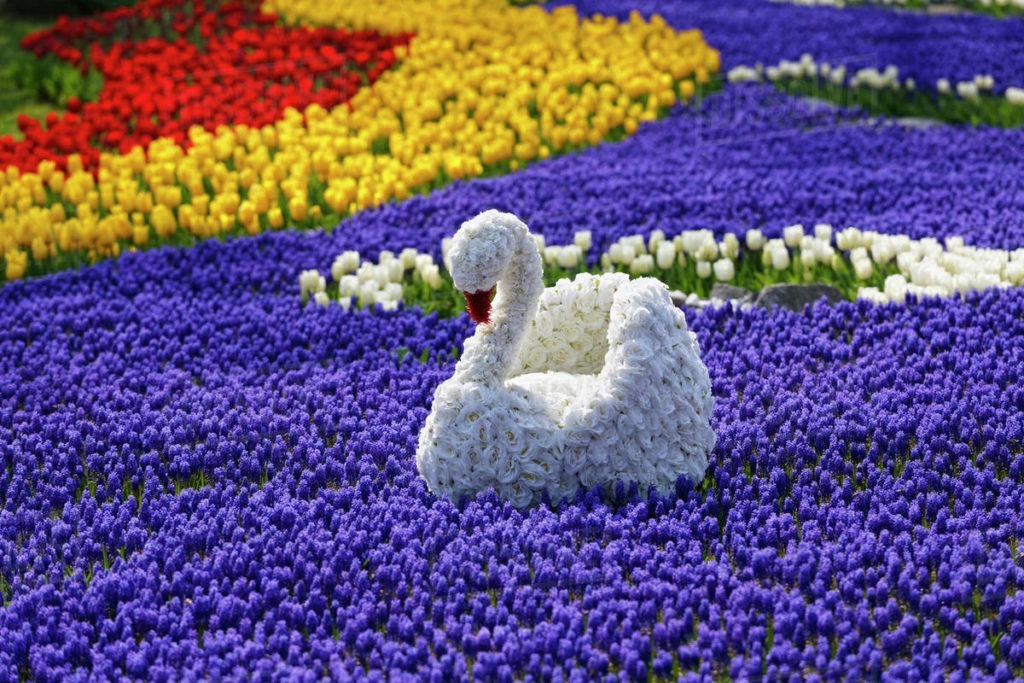 Festival Tulip di Turki